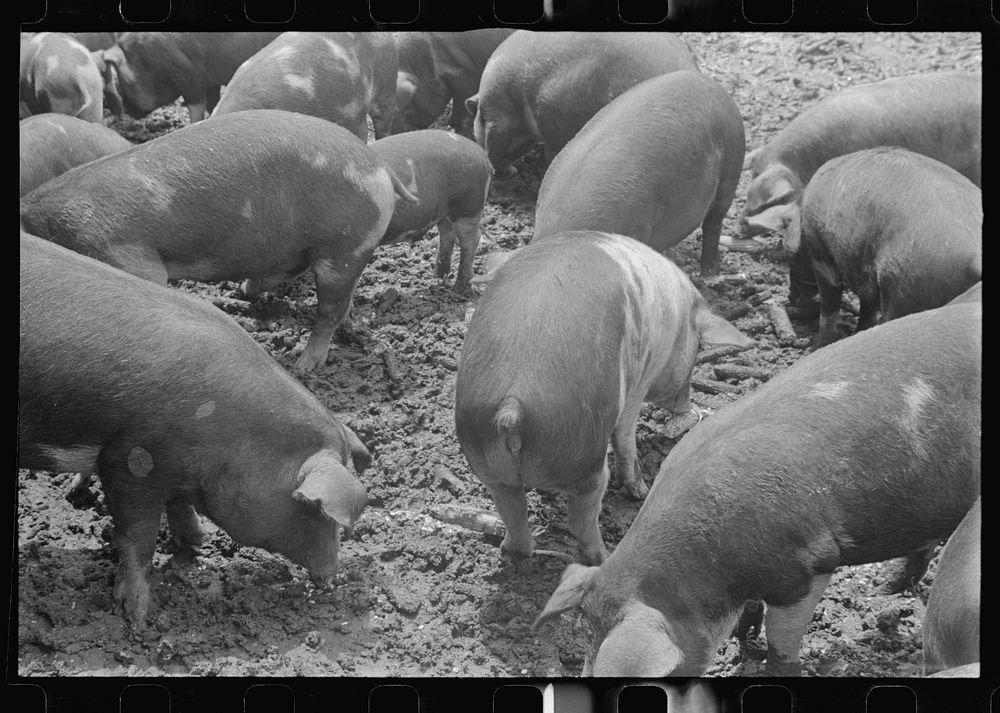 Hogs on Thaxton farm near Mechanicsburg, Ohio. Sourced from the Library of Congress.