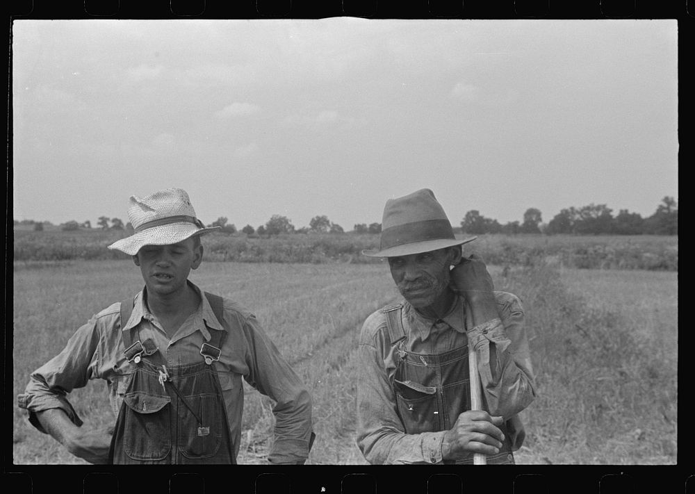[Untitled photo, possibly related to: Wheat harvest in the field; feeding the thresher, central Ohio (see general caption)].…