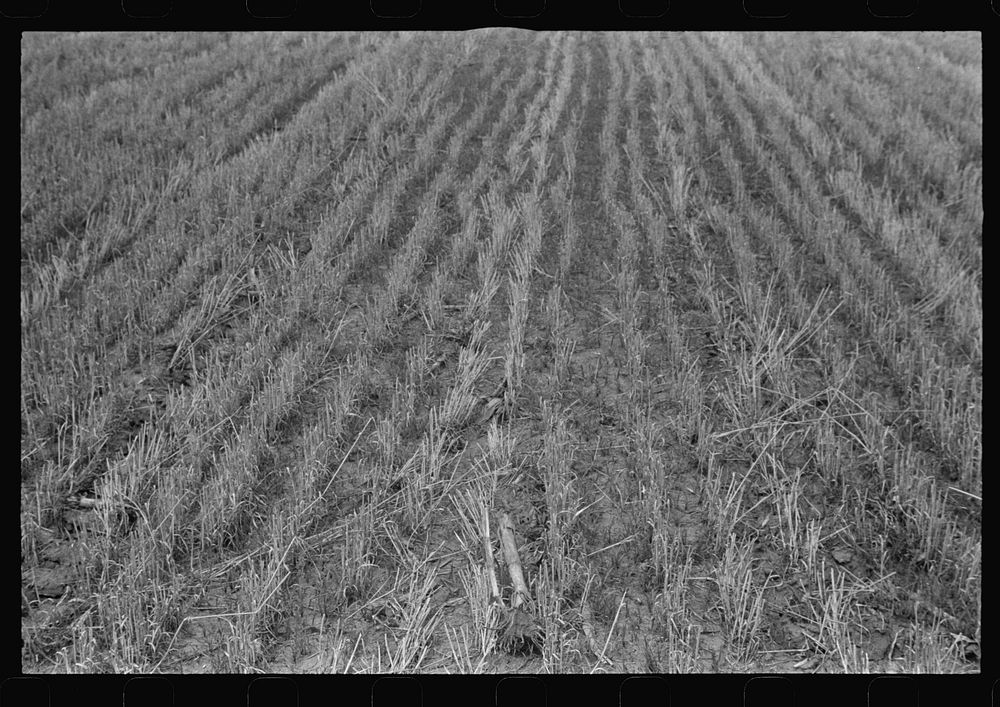 Wheat stubble, central Ohio. Sourced from the Library of Congress.