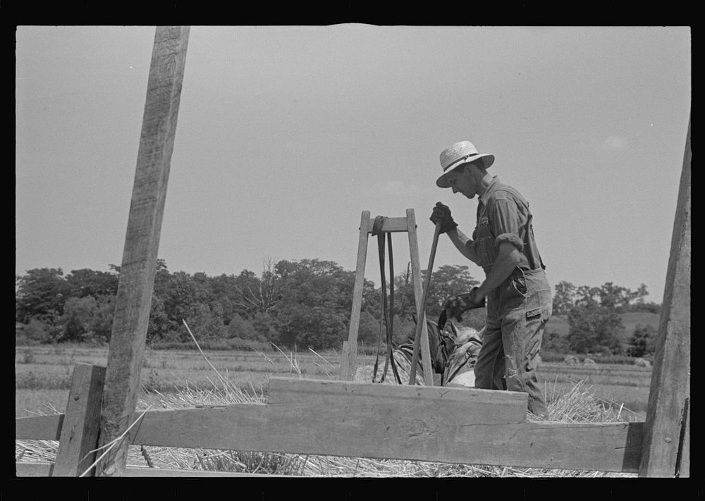 [Untitled photo, possibly related to: Tying bundles of wheat by hand, central Ohio]. Sourced from the Library of Congress.
