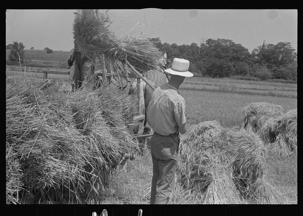 [Untitled photo, possibly related to: Tying bundles of wheat by hand, central Ohio]. Sourced from the Library of Congress.