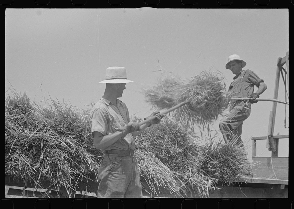 [Untitled photo, possibly related to: Tying bundles of wheat by hand, central Ohio]. Sourced from the Library of Congress.