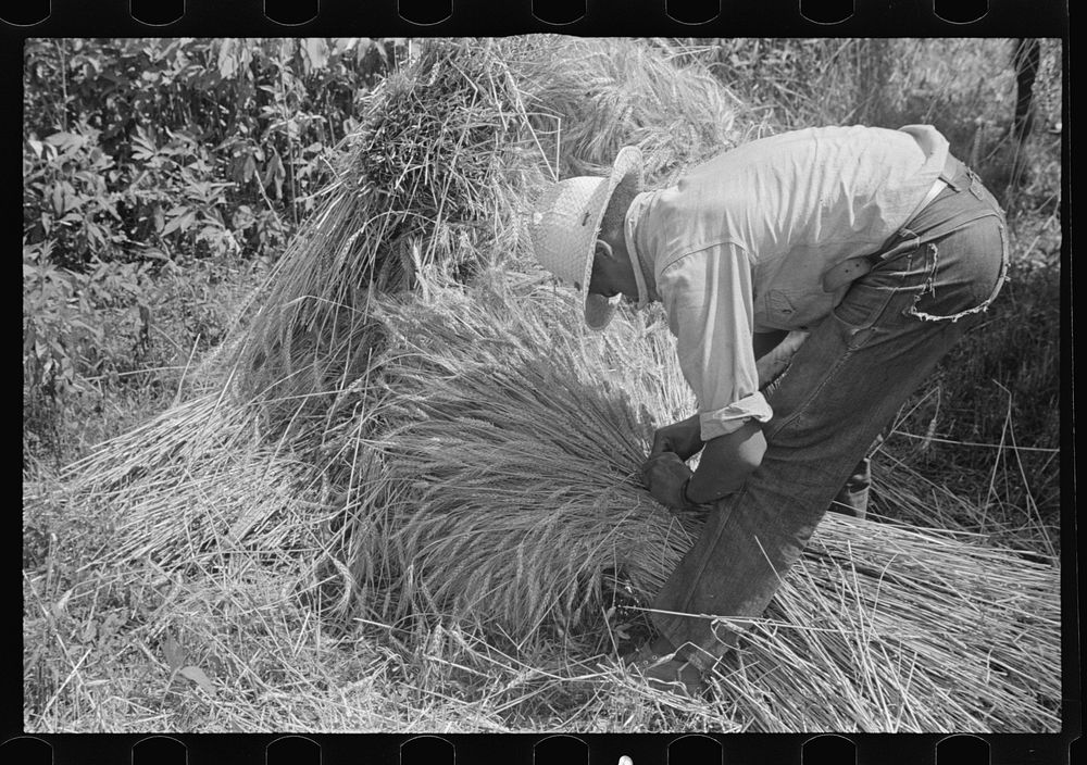 Tying bundles of wheat by hand, central Ohio. Sourced from the Library of Congress.
