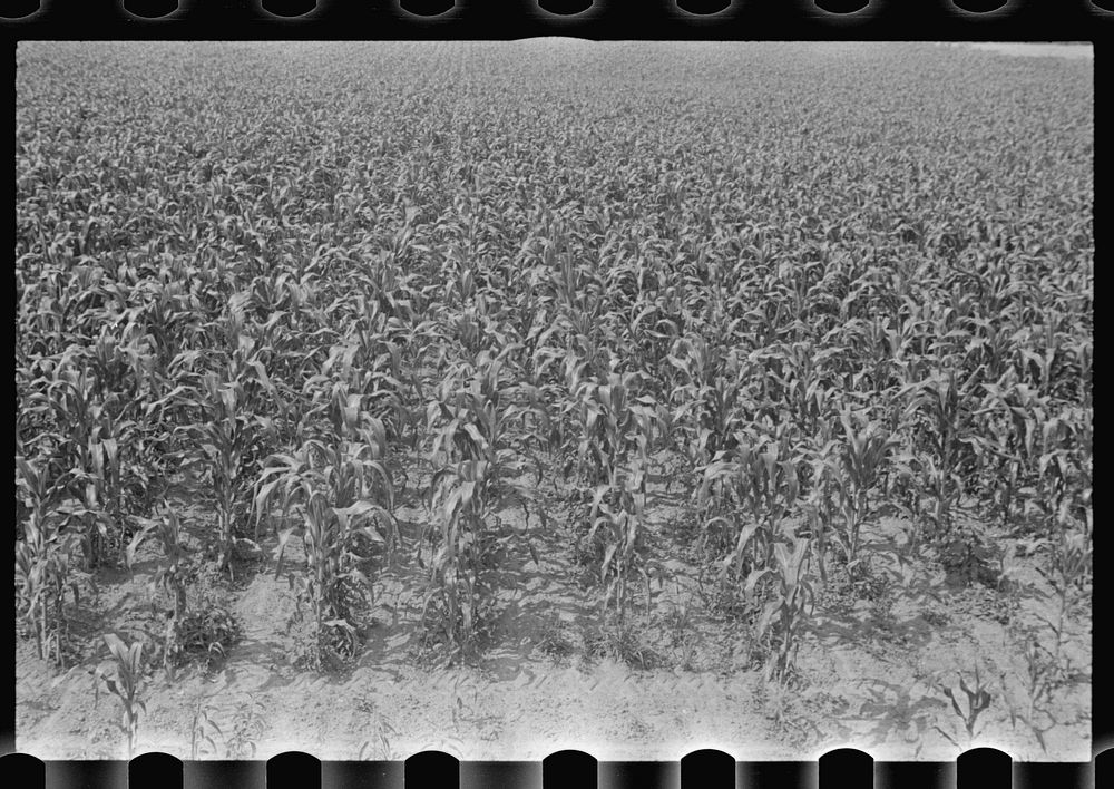 Field of young corn, central Ohio. Sourced from the Library of Congress.
