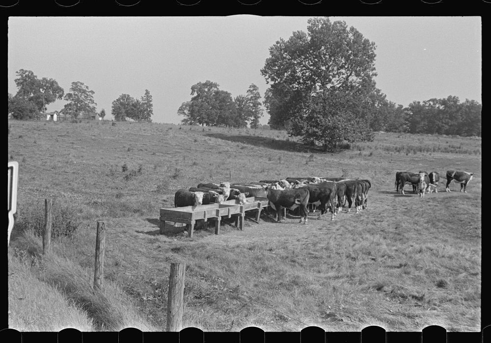 [Untitled photo, possibly related to: Rack for feeding cattle in central Ohio (see general caption)]. Sourced from the…