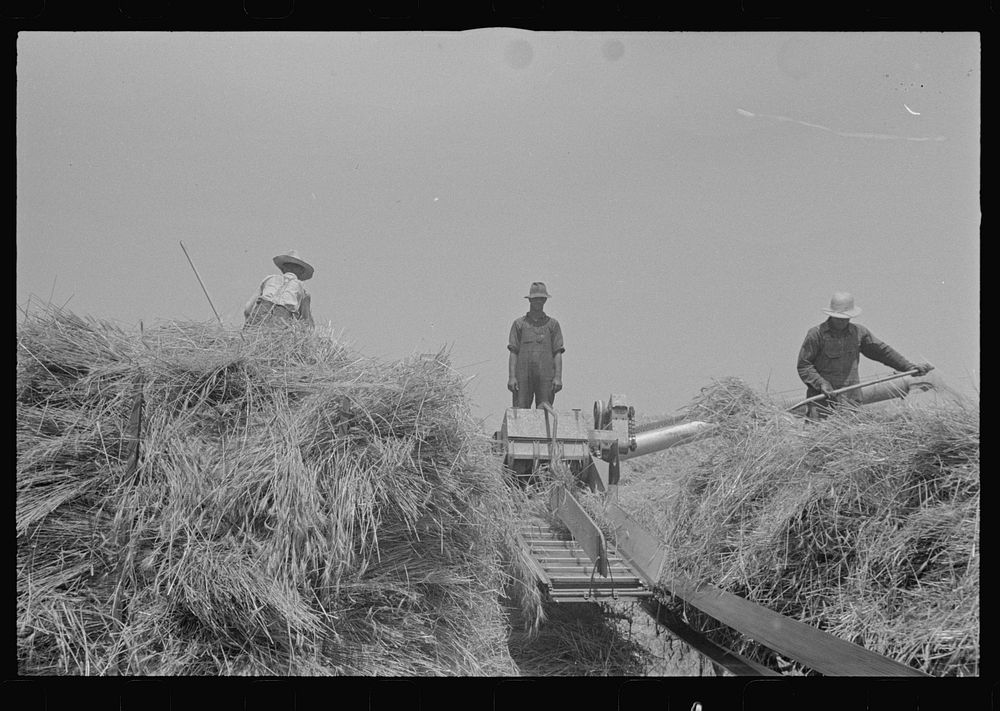 [Untitled photo, possibly related to: Wheat harvest in the field; feeding the thresher. Central Ohio (see general caption)].…