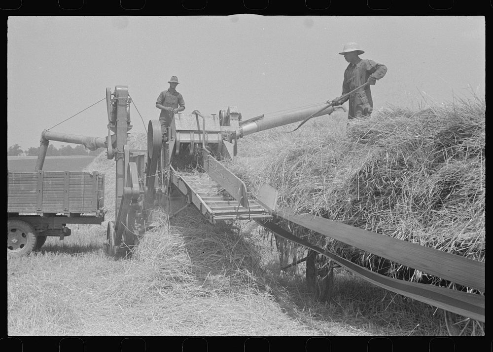 Wheat harvest in the field; feeding the thresher. Central Ohio (see general caption). Sourced from the Library of Congress.