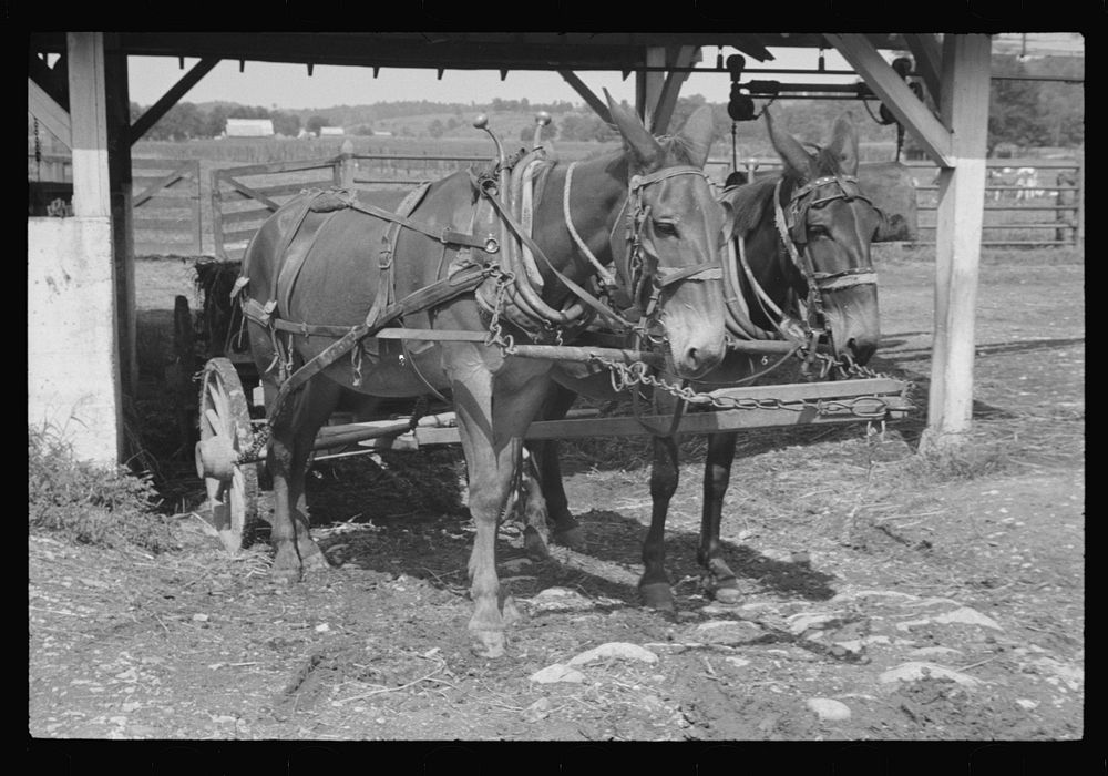 [Untitled photo, possibly related to: Washing a prize bull at the dairy barn, Red House, West Virginia]. Sourced from the…