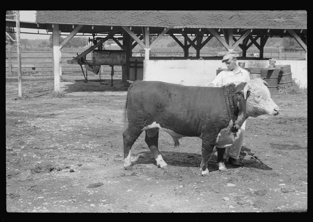 [Untitled photo, possibly related to: Washing a prize bull at the dairy barn, Red House, West Virginia]. Sourced from the…