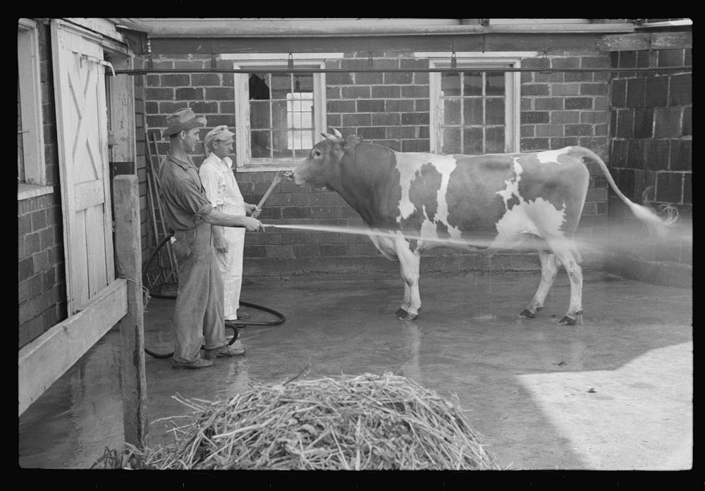 Washing a prize bull at the dairy barn, Red House, West Virginia. Sourced from the Library of Congress.