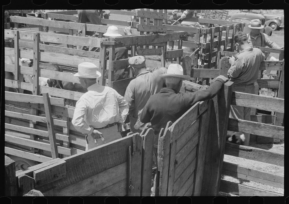 Buyers, farmers in pens at Pickaway Livestock Cooperative Association, central Ohio. Sourced from the Library of Congress.