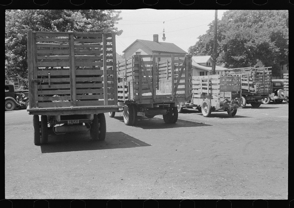 Farmers' trucks for hauling cattle to the Pickaway Livestock Cooperative Association, central Ohio. Sourced from the Library…