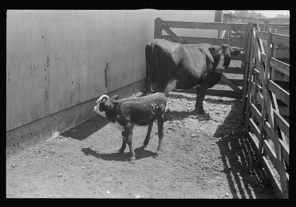 Cattle pens, Pickaway Livestock Cooperative Association, central Ohio. Sourced from the Library of Congress.