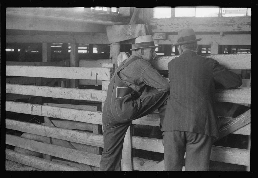 [Untitled photo, possibly related to: Cattle pens, Pickaway Livestock Cooperative Association, central Ohio]. Sourced from…