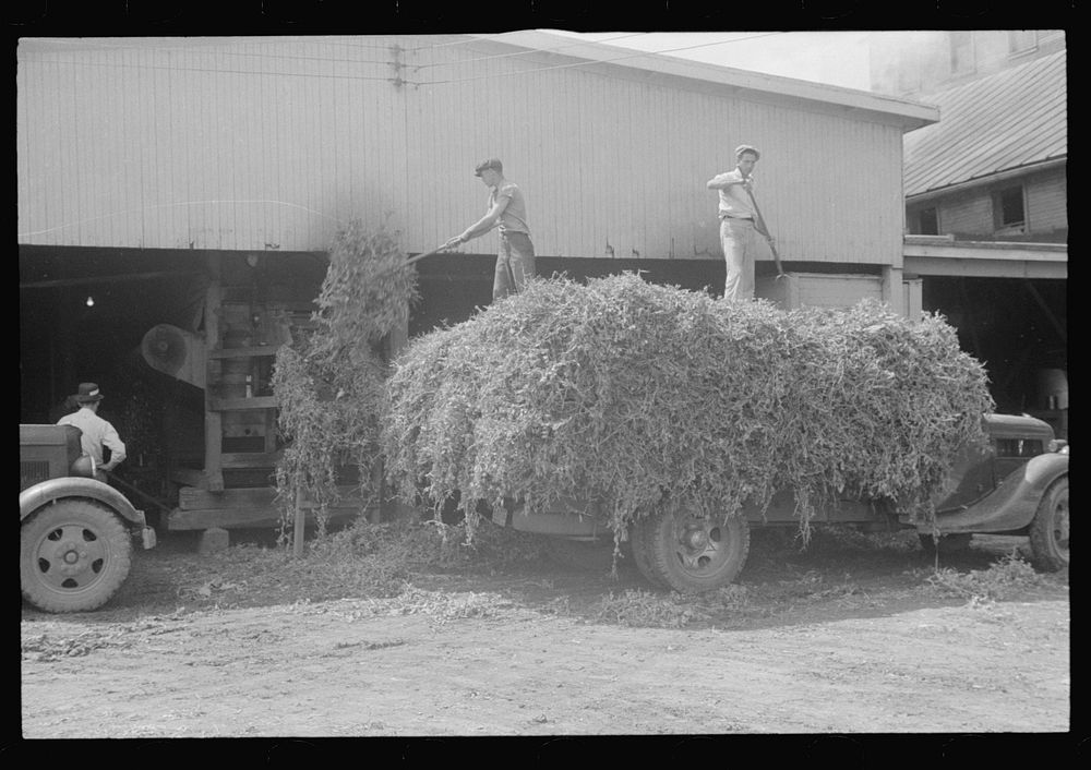 "At a pea vinery," central Ohio, unloading peas. Sourced from the Library of Congress.