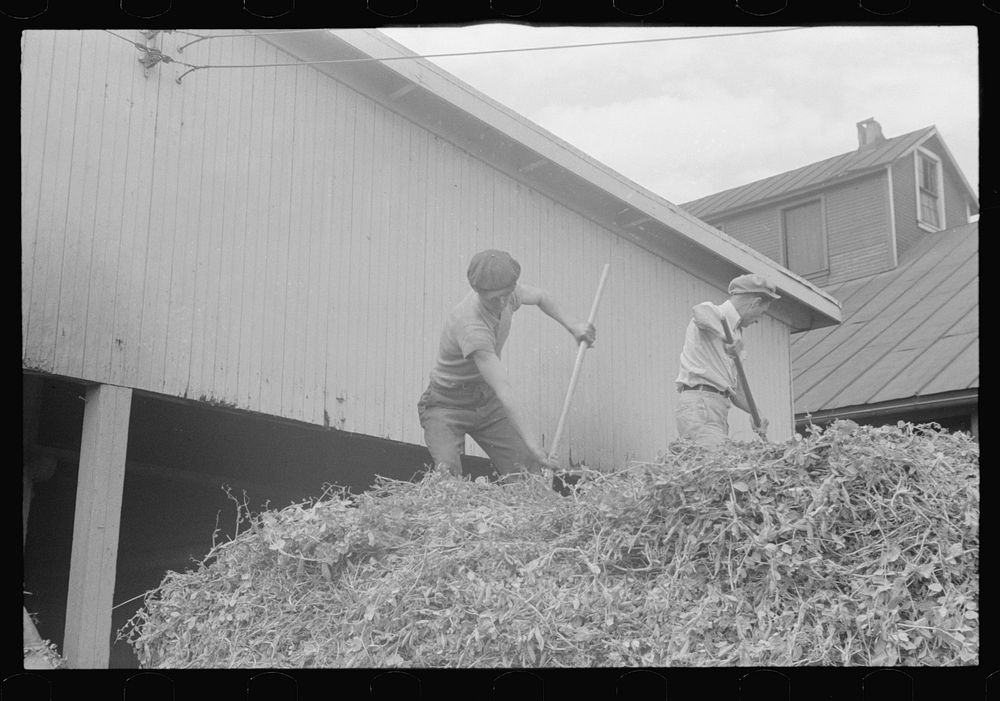 [Untitled photo, possibly related to: "At a pea vinery," central Ohio, unloading peas]. Sourced from the Library of Congress.