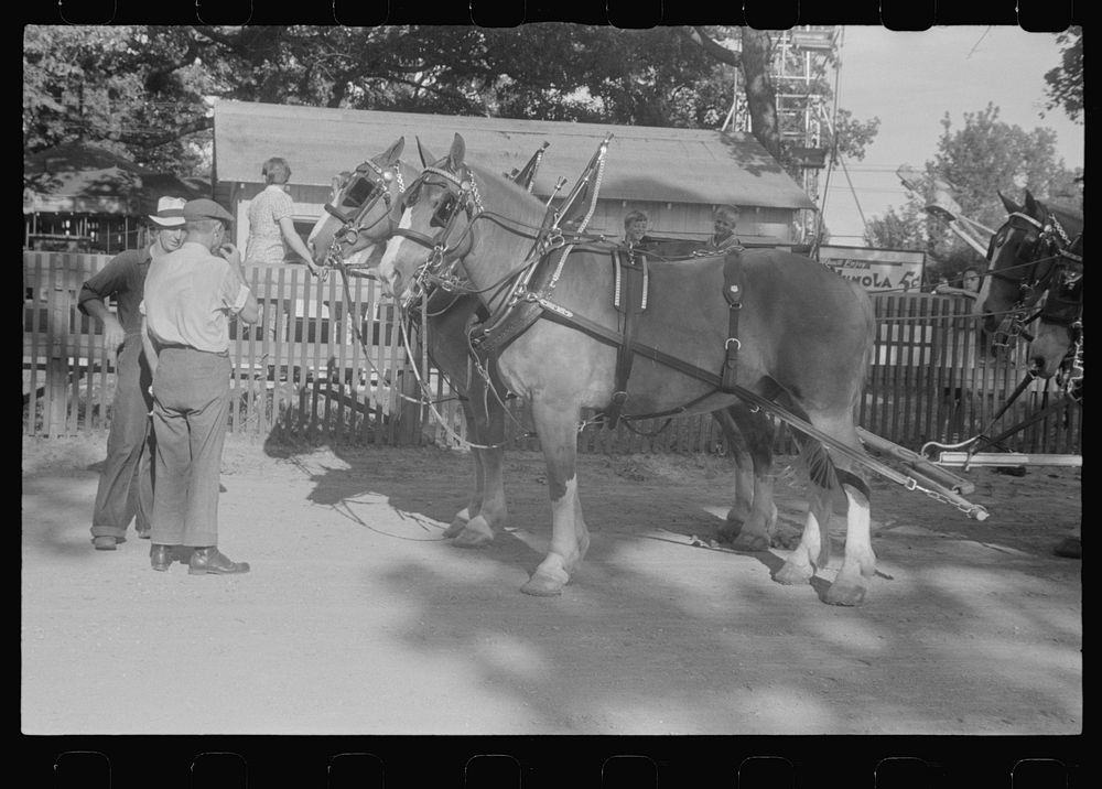 [Untitled photo, possibly related to: Dairy show horses at county fair, central Ohio]. Sourced from the Library of Congress.