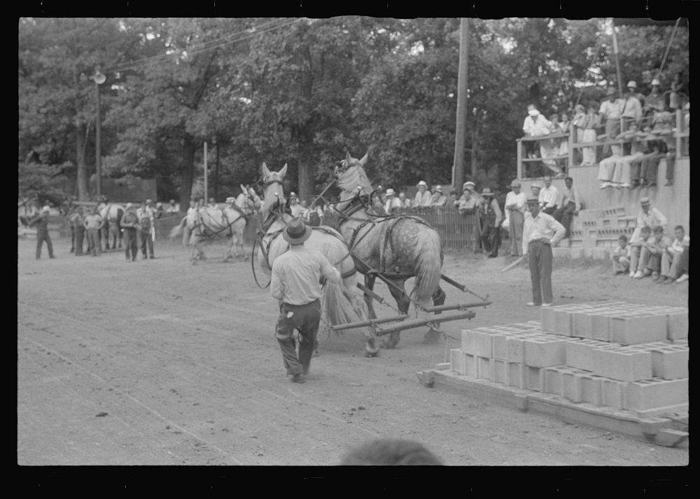 Livestock display, county fair, central Ohio. Sourced from the Library of Congress.