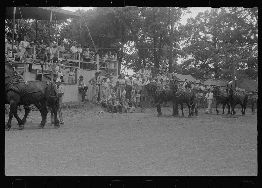 [Untitled photo, possibly related to: Livestock display, county fair, central Ohio]. Sourced from the Library of Congress.