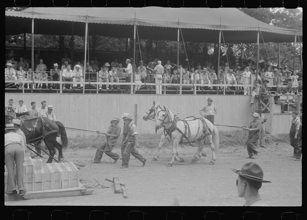 Livestock display, Champaign County Fair, Ohio. Sourced from the Library of Congress.