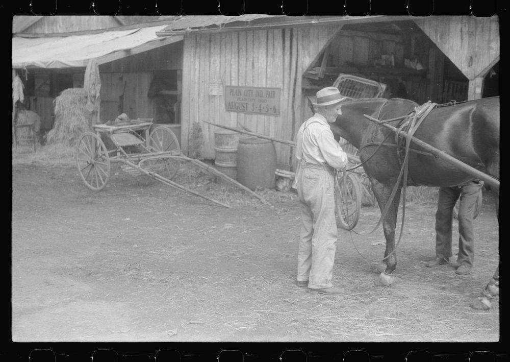 [Untitled photo, possibly related to: Harnessing horse at county fair in central Ohio]. Sourced from the Library of Congress.