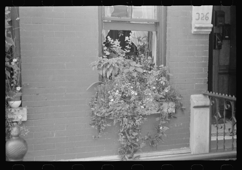 New York, New York. 61st Street between 1st and 3rd Avenues. Flowers in a window. Sourced from the Library of Congress.