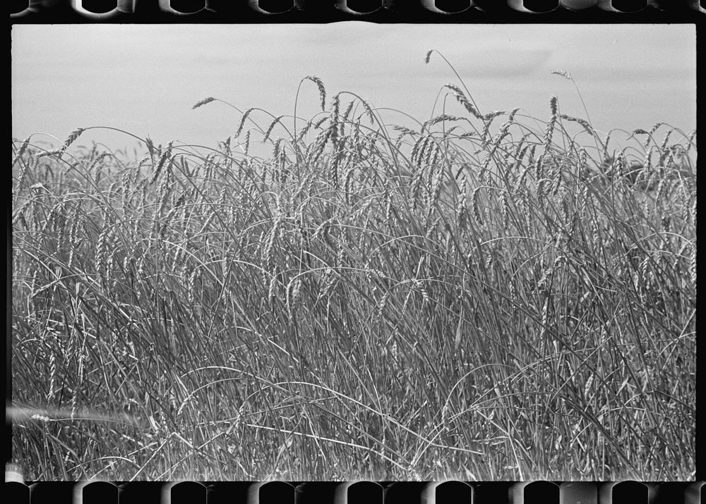[Untitled photo, possibly related to: Combing wheat, central Ohio]. Sourced from the Library of Congress.