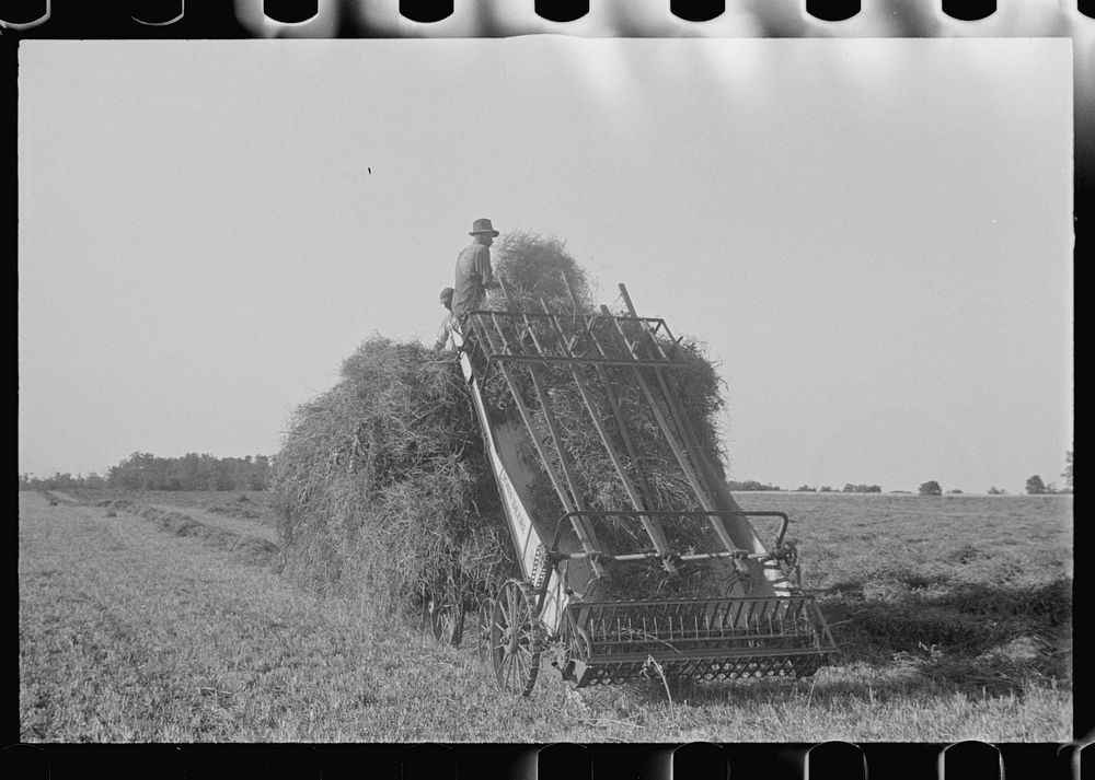 Loading hay from window with hayloader, central Ohio. Sourced from the Library of Congress.