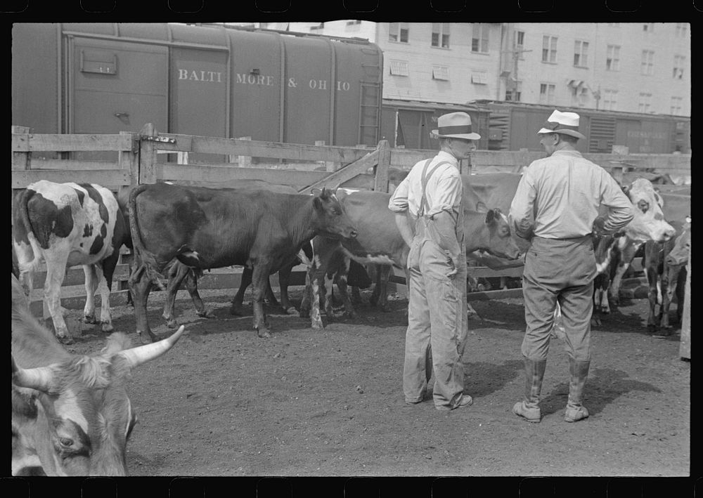 Buyers at Pickaway Livestock Cooperative Association, central Ohio. Sourced from the Library of Congress.