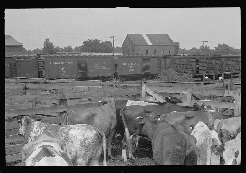 Cattle in pens. Pickaway Livestock Cooperative Association, central Ohio. Sourced from the Library of Congress.