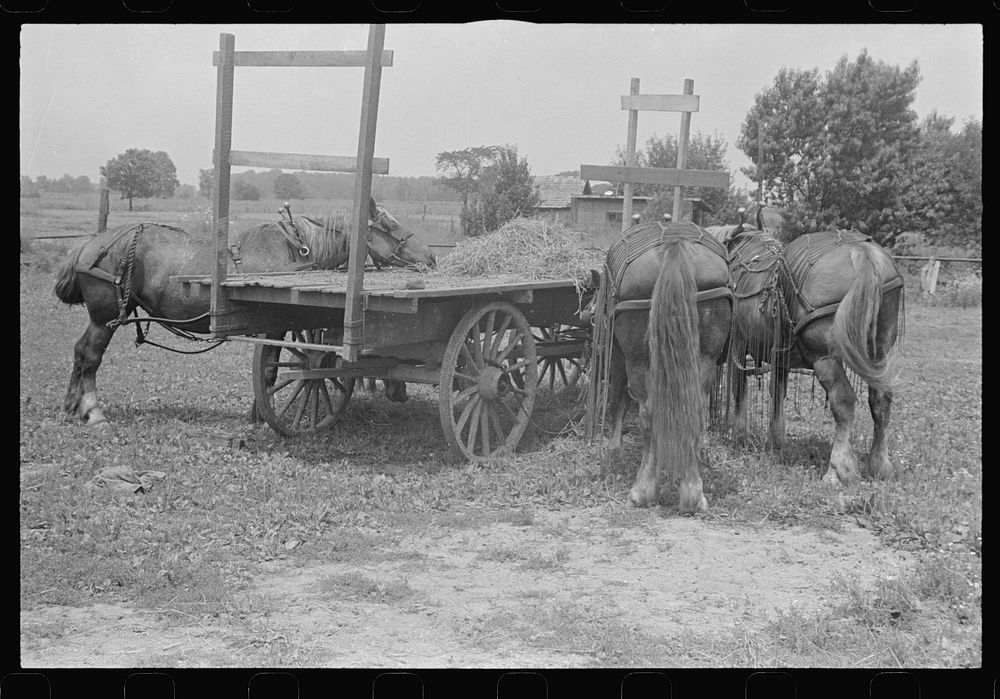 Horses on farm during wheat harvest, central Ohio. Sourced from the Library of Congress.
