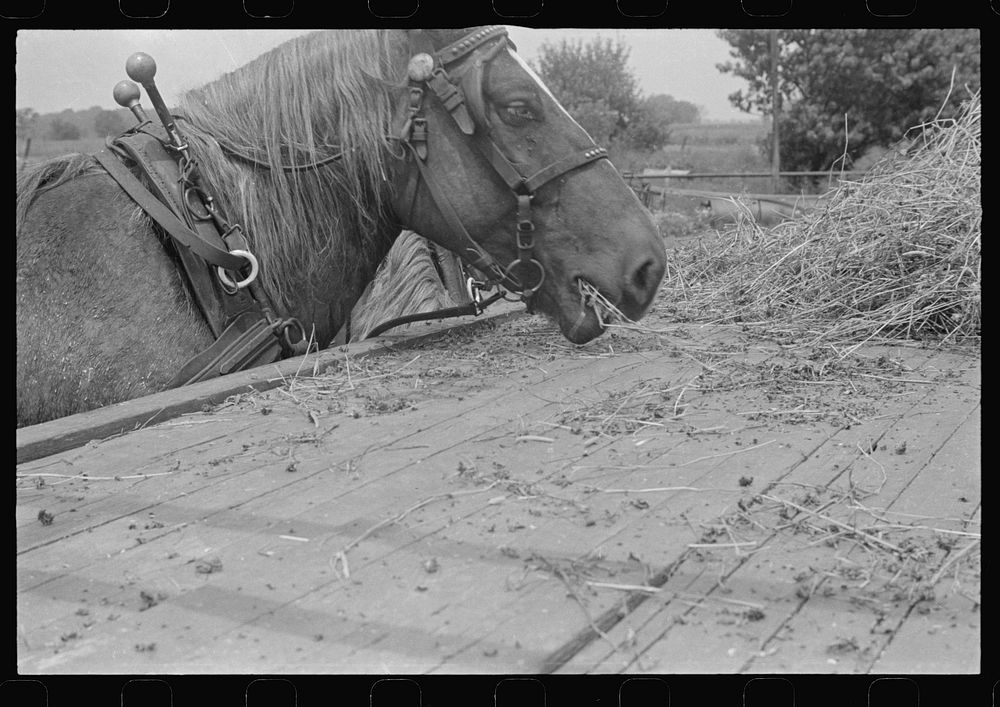 Horse on farm during wheat harvest, central Ohio. Sourced from the Library of Congress.