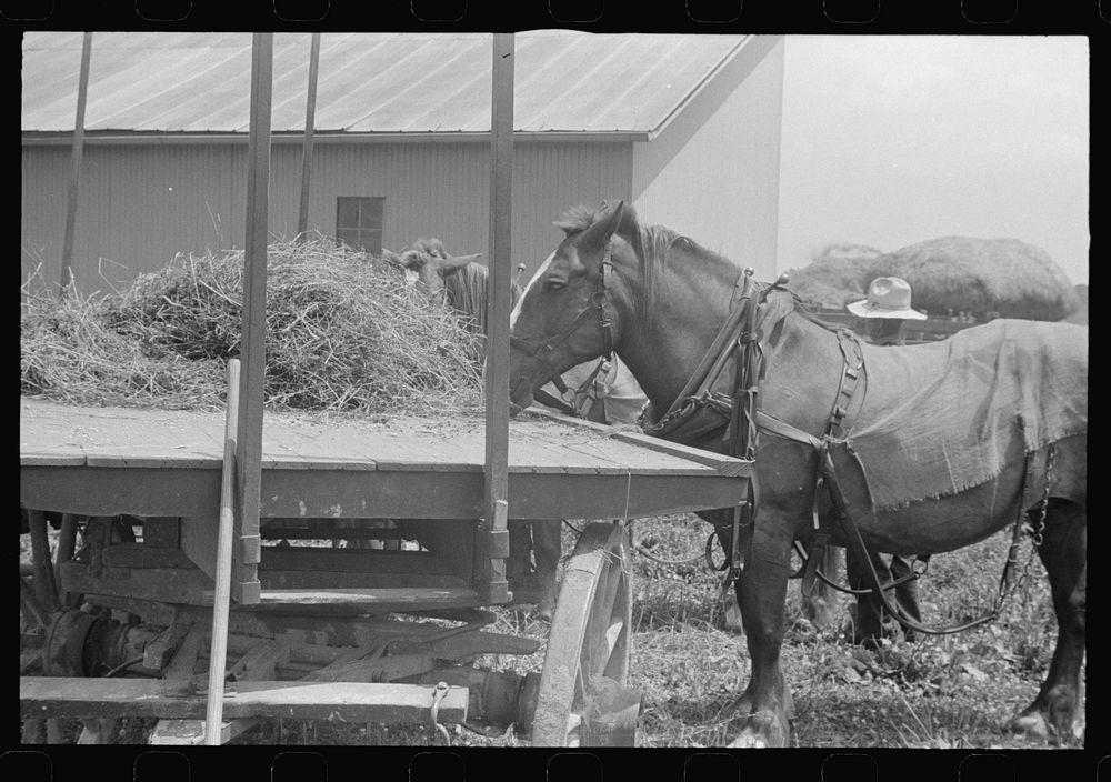 Scene in barnyard during wheat harvest, central Ohio. Sourced from the Library of Congress.