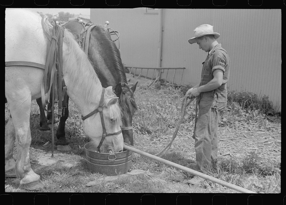 Watering horses, wheat harvest time, central Ohio. Sourced from the Library of Congress.