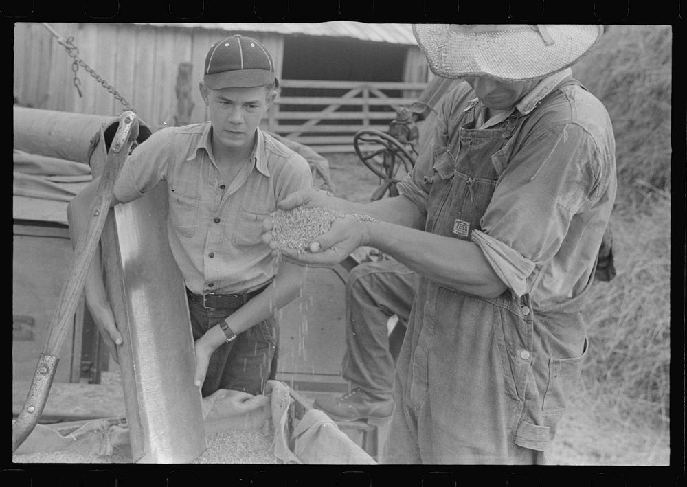 Farmer sampling wheat as it comes from separator, Central Ohio (see general caption. Sourced from the Library of Congress.