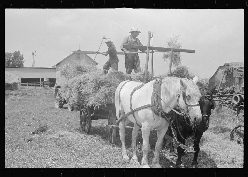 [Untitled photo, possibly related to: Wheat harvest. In the field, the chaff and the straw. central Ohio.  (see general…