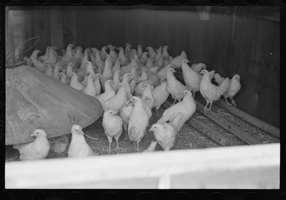 Chickens belonging to poultry cooperative society near Stevensville, New York. Sourced from the Library of Congress.