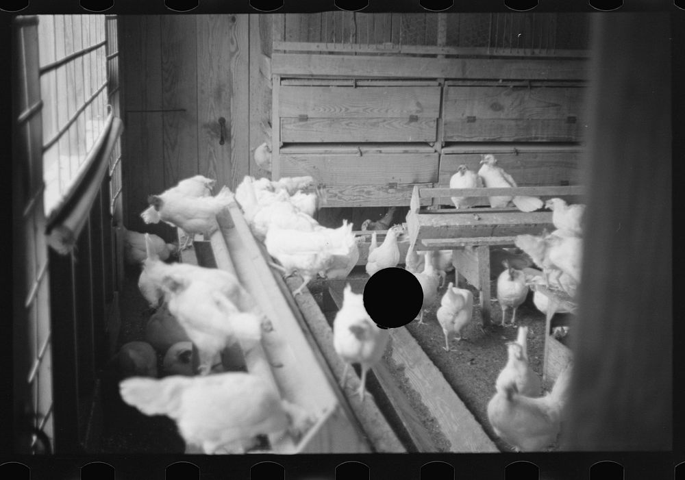 [Untitled photo, possibly related to: Chickens belonging to one of the members of the Jewish poultry cooperative at Liberty…