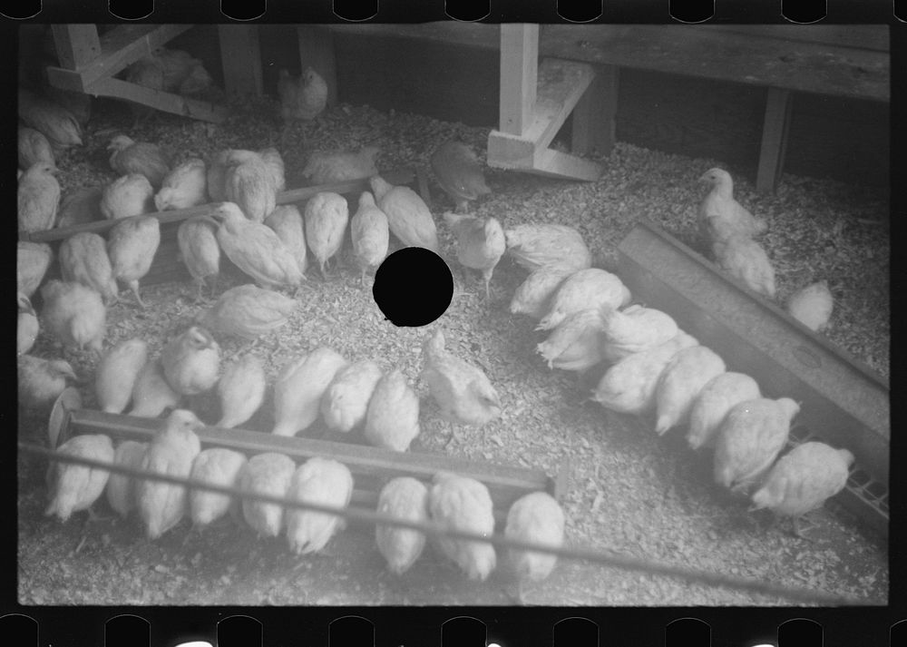 [Untitled photo, possibly related to: Chickens belonging to one of the members of the Jewish poultry cooperative at Liberty…