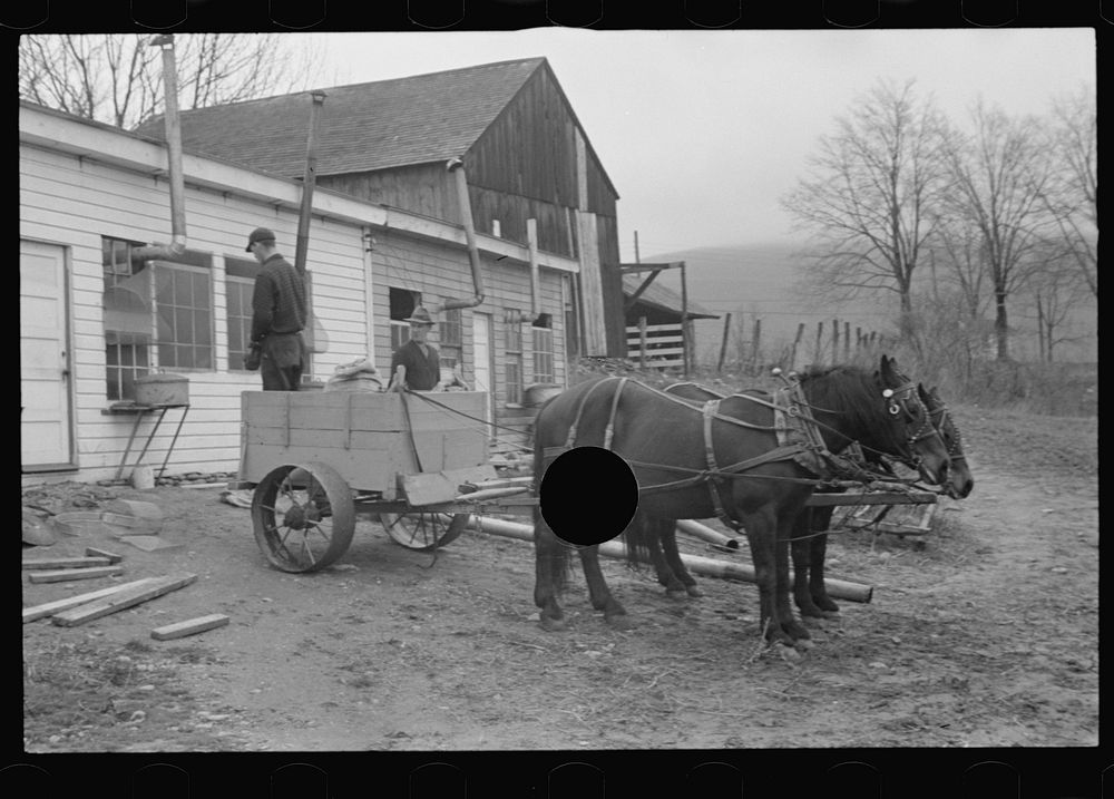 [Untitled photo, possibly related to: Cart removing chicken manure at the farm of one of the members of the Jewish poultry…