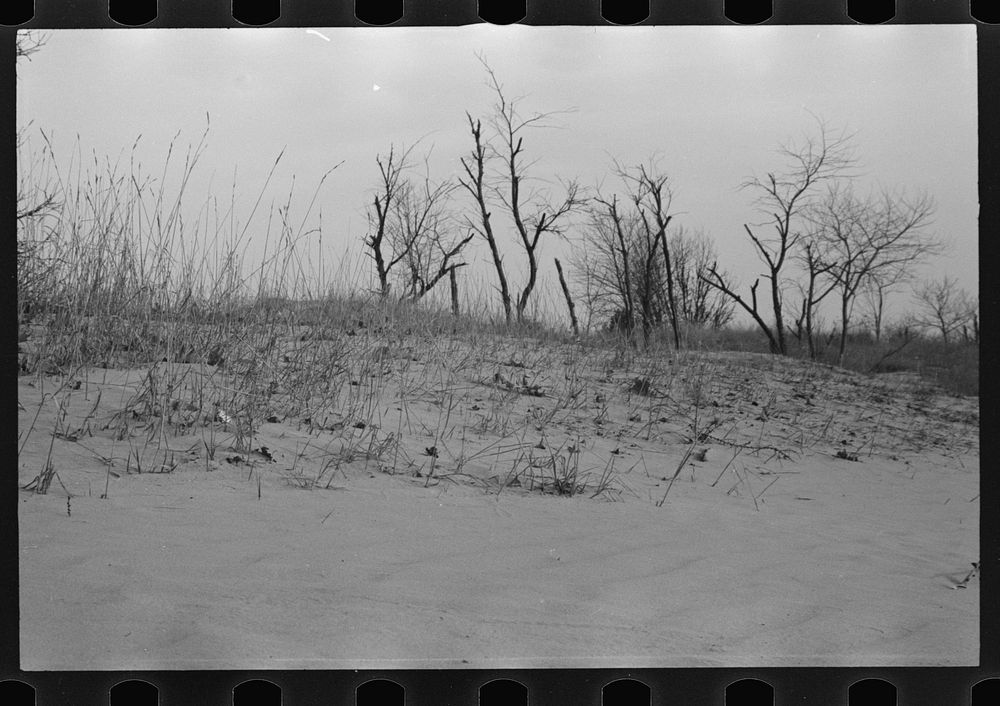 Desert of Maine. Freeport. Sand covering grass. Sourced from the Library of Congress.