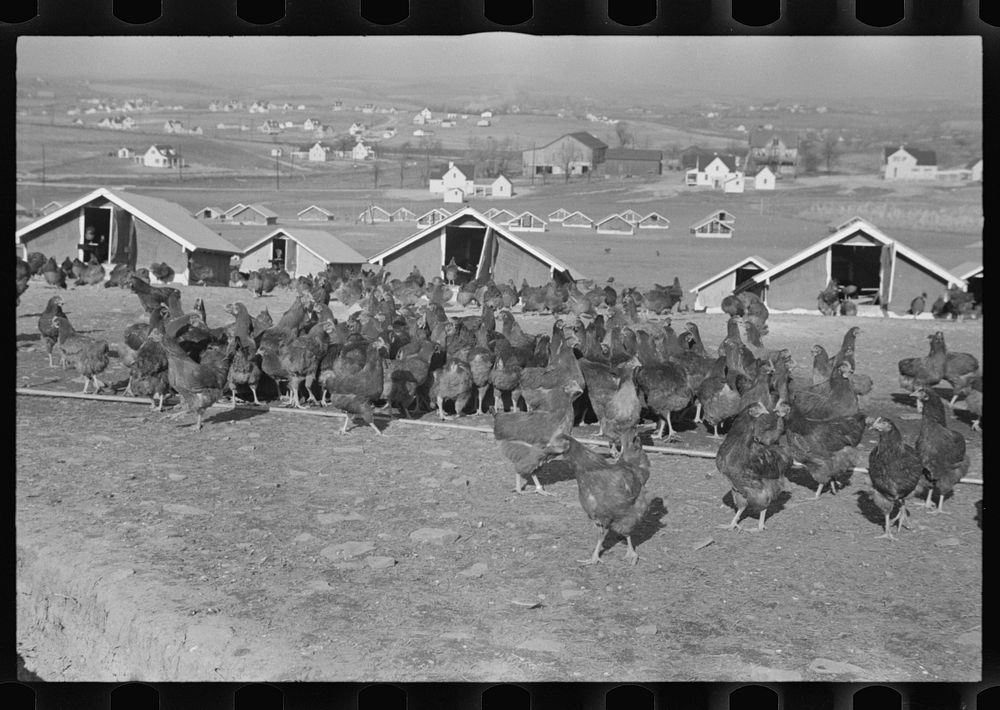 [Untitled photo, possibly related to: Chicken range, Westmoreland Homesteads, Pennsylvania]. Sourced from the Library of…