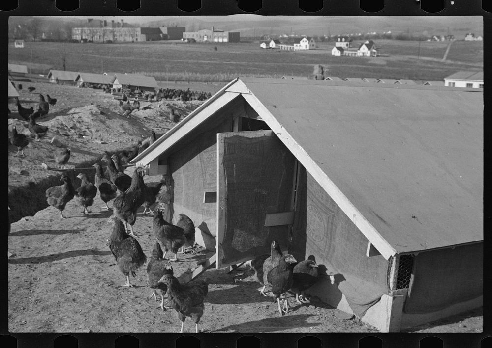 [Untitled photo, possibly related to: Chicken range, Westmoreland Homesteads, Pennsylvania]. Sourced from the Library of…