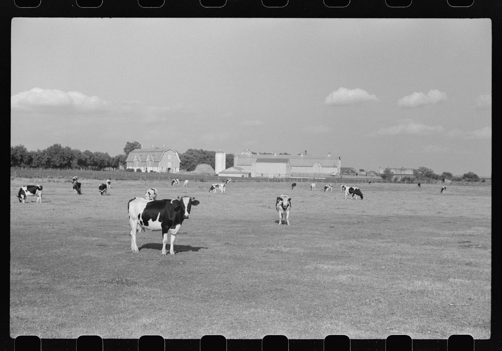[Untitled photo, possibly related to: Cattle on large dairy farm, Fond du Lac County, Wisconsin]. Sourced from the Library…
