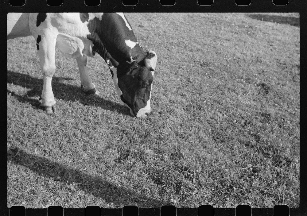 [Untitled photo, possibly related to: Cattle on large dairy farm, Fond du Lac County, Wisconsin]. Sourced from the Library…