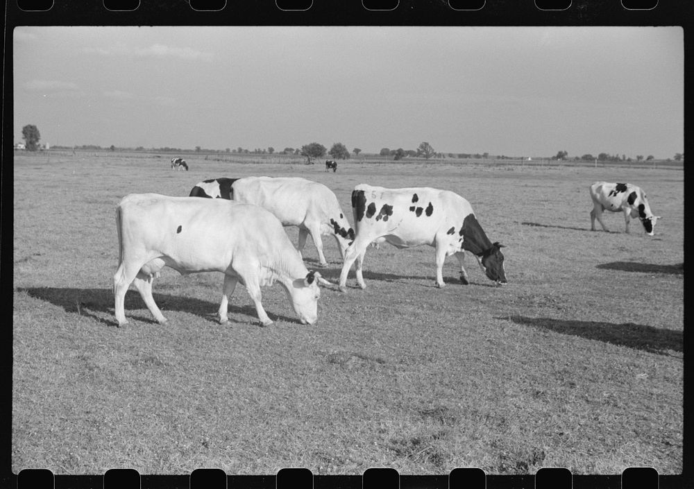 Cattle on large dairy farm, Fond du Lac County, Wisconsin. Sourced from the Library of Congress.