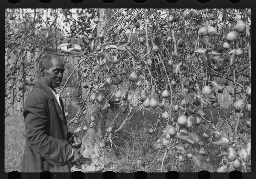 [Untitled photo, possibly related to: FSA (Farm Security Administration) borrower picking pears. Saint Mary's County…