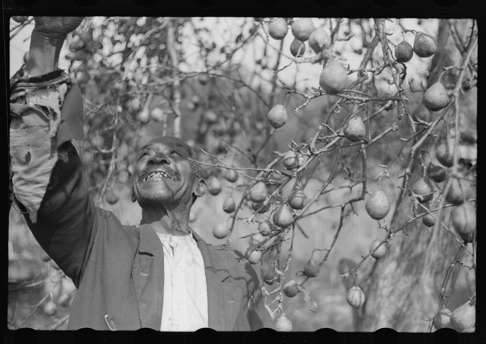 FSA (Farm Security Administration) borrower picking pears. Saint Mary's County, Maryland. Sourced from the Library of…