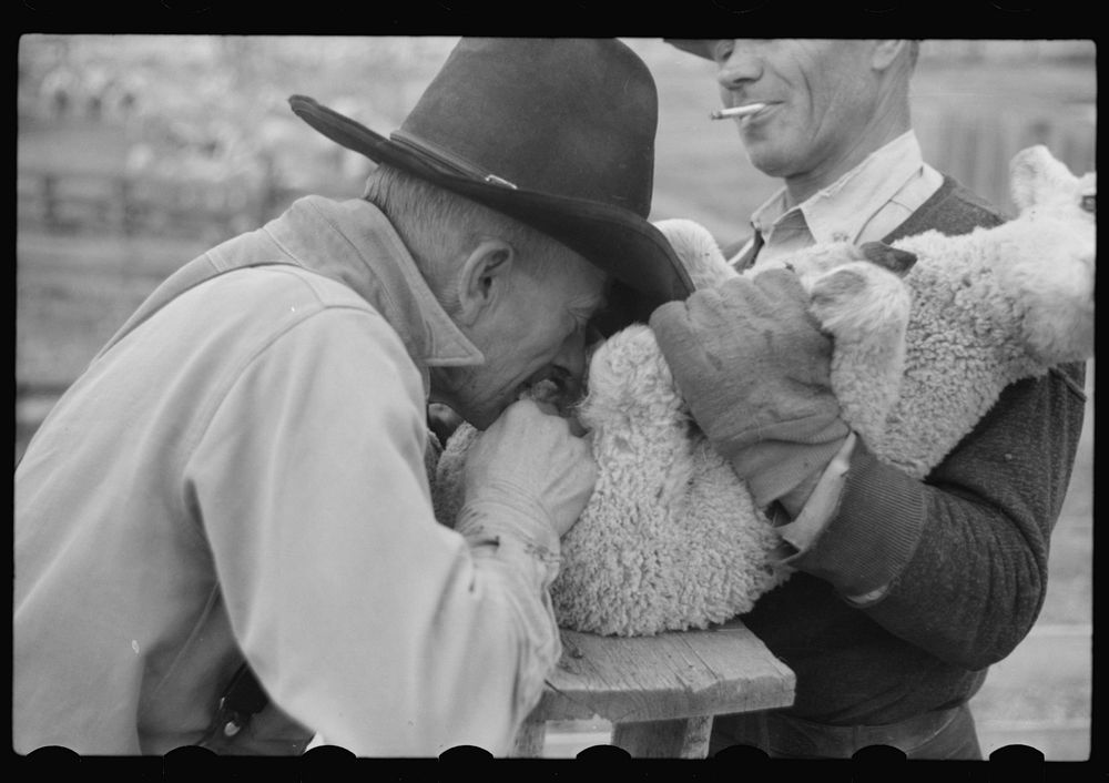 Ravalli County, Montana. Castrating young lamb. Sourced from the Library of Congress.