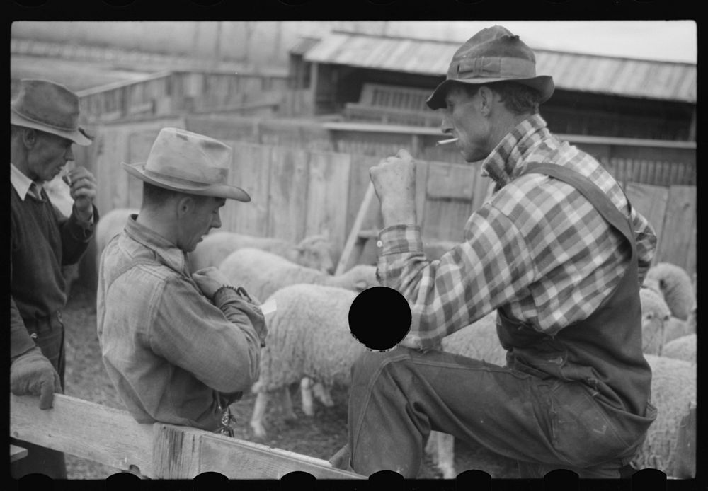 [Untitled photo, possibly related to: Ravalli County, Montana. Castrating young lamb]. Sourced from the Library of Congress.